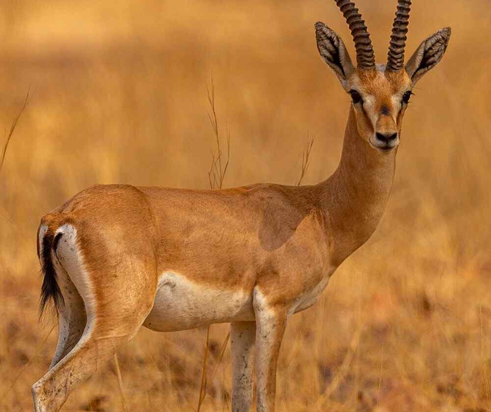 L’Union Européenne s’ouvre au grand public ivoirien