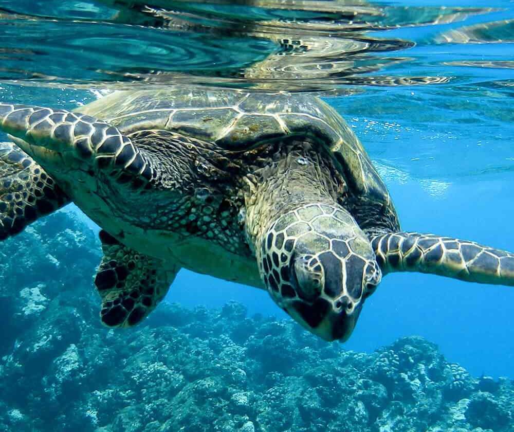 Le FIRCA signe un partenariat avec des structures promotrices d’énergie domestique