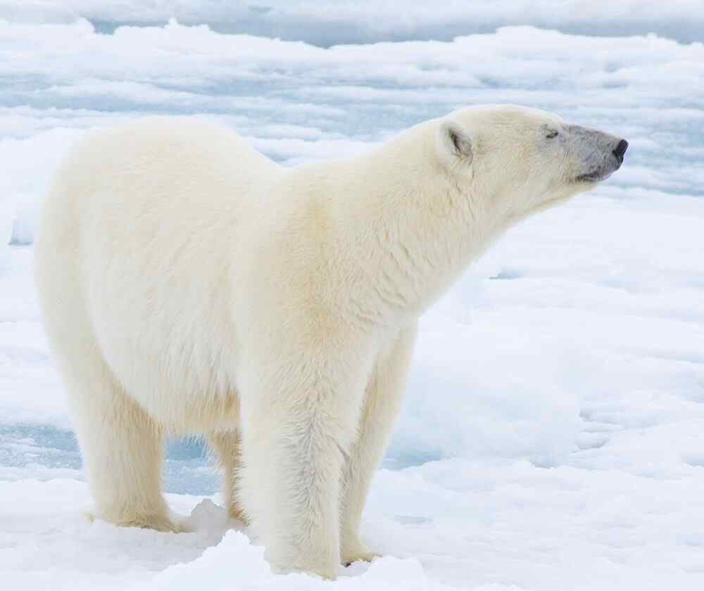Le FIRCA au côté du MINADER pour promouvoir le secteur agricole ivoirien au SIA 2017