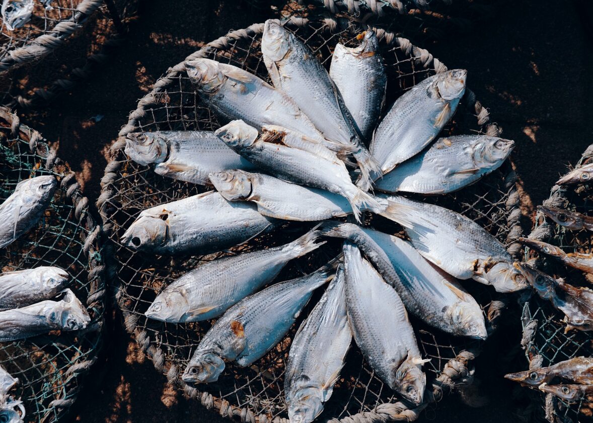 La pêche et l’aquaculture, des secteurs aux énormes potentialités
