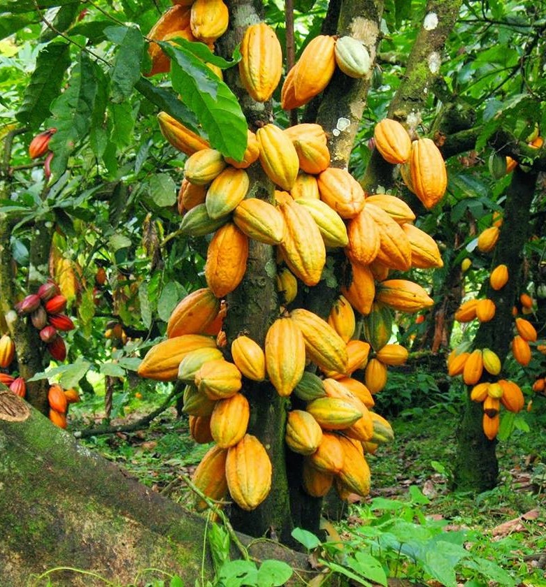 Origine-du-cacaoyer-2 https://demo.firca.ci/wp-content/uploads/2025/09/Origine-du-cacaoyer-2.jpg