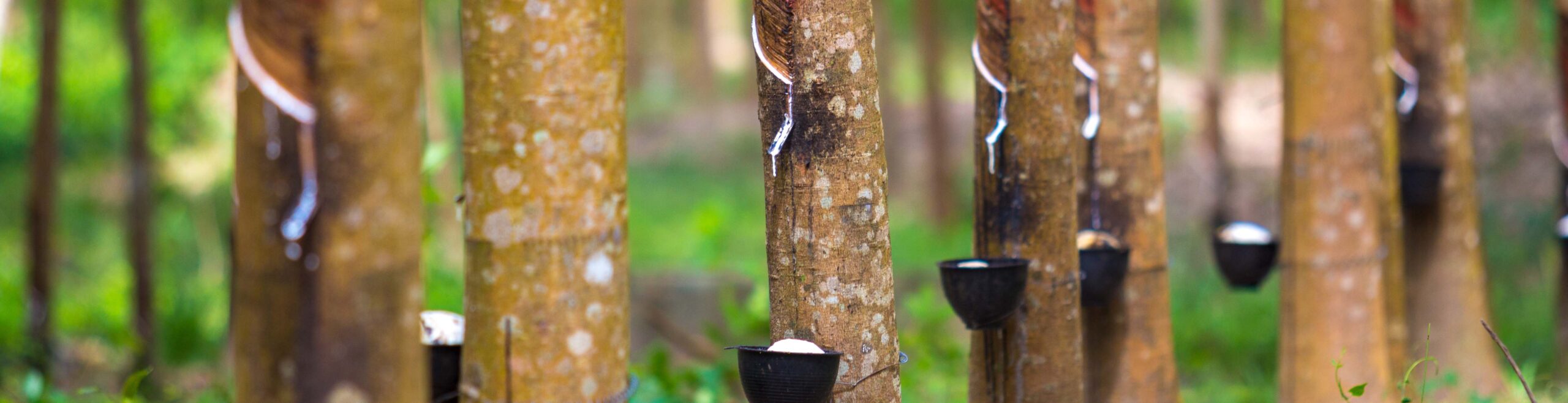 Rubber tree and bowl filled with latex.