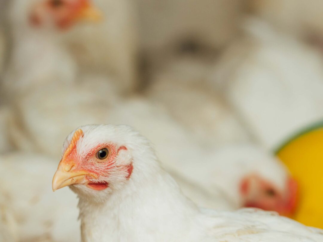 gros-plan-poulet-stylo https://demo.firca.ci/wp-content/uploads/2025/09/gros-plan-poulet-stylo-1080x810.jpg