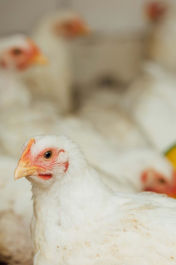 gros-plan-poulet-stylo https://demo.firca.ci/wp-content/uploads/2025/09/gros-plan-poulet-stylo-600x900.jpg