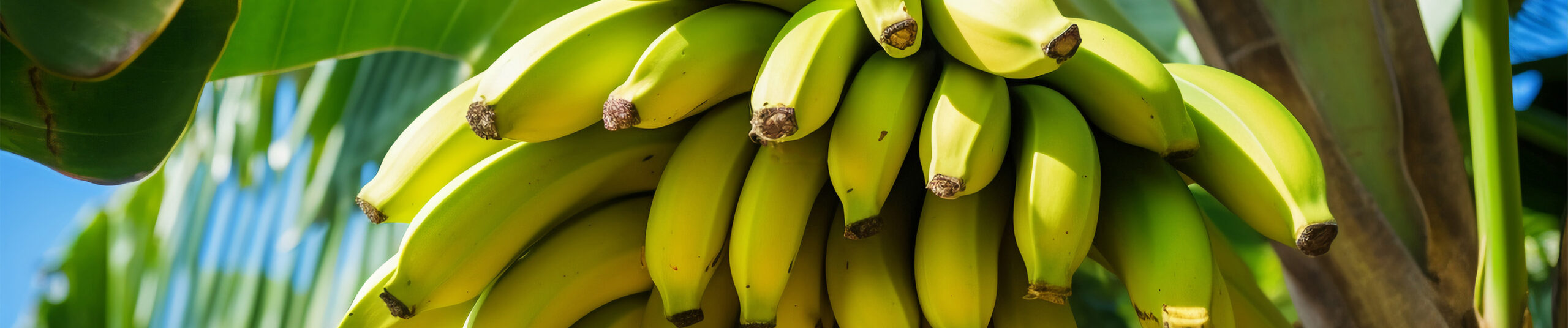 https://demo.firca.ci/wp-content/uploads/2026/01/banane-plantain-scaled.jpg