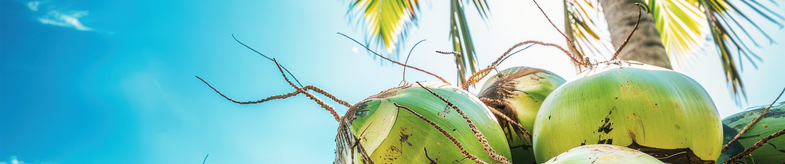 https://demo.firca.ci/wp-content/uploads/2026/01/cocotier-scaled.jpg